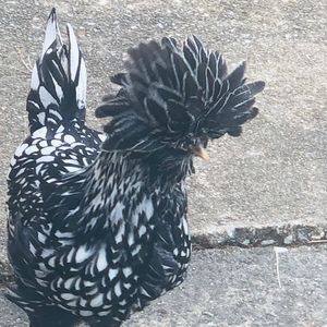 Meet your Posher, Rene